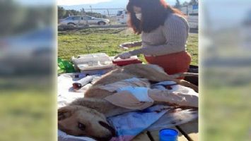 Denizli&#039;de yaralı köpeğe Buldan Belediyesi sahip çıktı