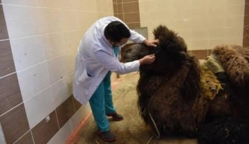 Denizli'den getirilen deveye Burdur'da katarakt ameliyatı yapıldı