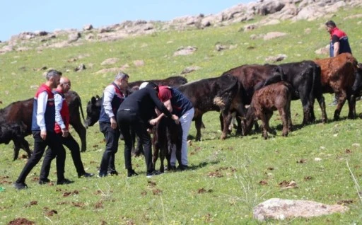 Devlet Desteğiyle Hayvancılık Güçleniyor
