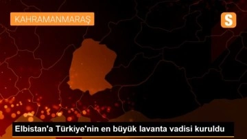 Elbistan'a Türkiye'nin en büyük lavanta vadisi kuruldu