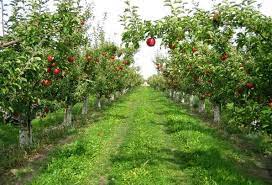 Elma bahçeleri tesisi yaptırılacak