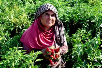 En acı hasat başladı