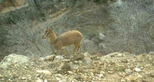 Eruh kırsalında dağ ke&ccedil;ileri g&ouml;r&uuml;nt&uuml;lendi