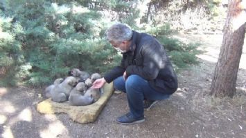 Erzincan&#039;da sokak hayvanları yemleniyor