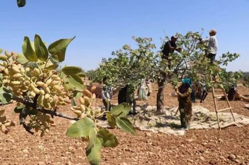 Fıstıkta Hasat Uyarısı
