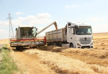 Garzan Ovası'nda yılın ilk buğday hasadı başladı