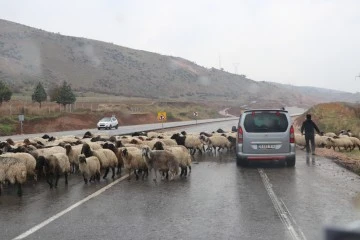 Göçebelerin Siirt’teki Kışlaklara Dönüşü Sürüyor