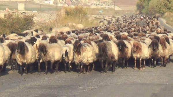 Göçerlerin zorlu yayla yolculuğu