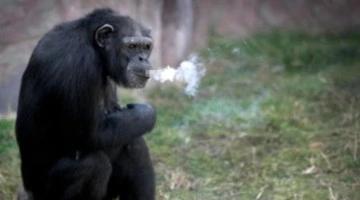 Günde 40 paket sigara içen şempanze Açelya'nın kahreden hikayesi