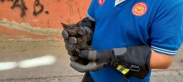 Havalandırma boşluğuna düşen yavru kedi itfaiye ekiplerince kurtarıldı