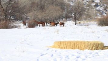 İliç&#039;de Yaban Hayatına Destek