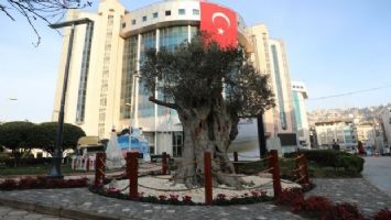 İzmir&#039;in 600 yıllık zeytin ağacı İzmit&#039;te yaşatılacak