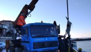 Karadeniz&rsquo;den hamsi yerine büyükbaş hayvan çıktı