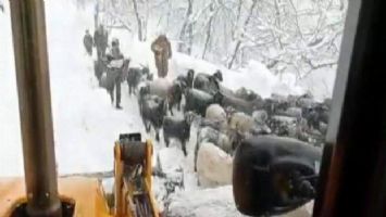 Karda mahsur kalan çobanlar ve küçükbaşlar kurtarıldı