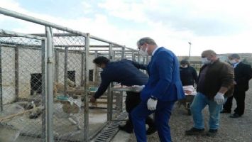 Kilis Tarım ve Orman İl Müdürü Kökçüoğlu&#039;ndan köpek barınağına ziyaret