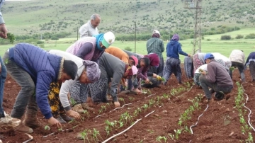 Kilis’te çiftçiler 1 Mayısta biber fidelerini toprakla buluşturdu