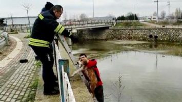 Kocaeli İtfaiyesi, köpekleri dereden kurtardı