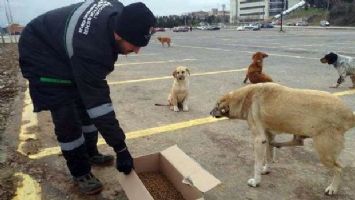 Kocaeli&#039;de sokak hayvanlarına kilo kilo kuru mama