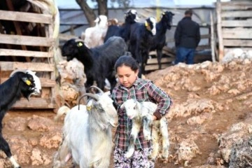 Konyaaltı'nda hayvanlar için bin 200 dekar gübre