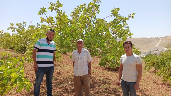 Kuraklık fıstığı vurdu, ziraat mühendisleri bağ ve bahçelere indi