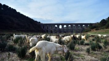 Kuraklık nedeniyle balıkların yüzdüğü baraj, koyunlara kaldı