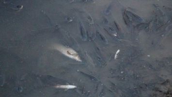 Kuraklık Yeşilırmak&#039;taki balıkları da vurdu