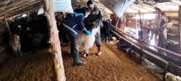 Kütahya'da anaç koyun keçi tespit çalışmaları