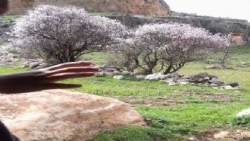 Mardin&#039;de baharın habercisi badem çiçekleri açtı