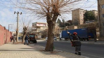 Mardin&#039;de budama çalışmaları başladı