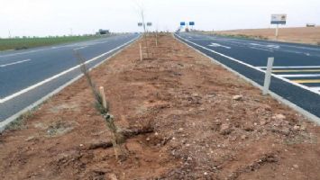 Mardin&#039;de Uluslararası İpek Yolu Ağaçlandırma Projesi