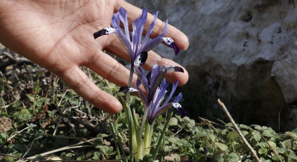 Mor çiçek, yıllar sonra yeniden Mardin’de görüldü