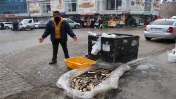 Muş&#039;ta balık bolluğu