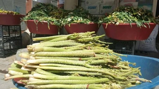 Siirt’in Şifalı Bitkisi Işkın ABD’de Araştırmalara Konu Oldu
