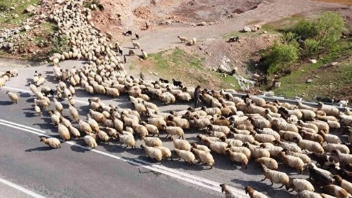 Göçerlerin yaylalardan dönüş yolculuğu başladı 