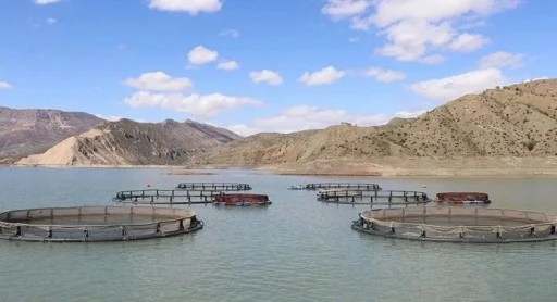 Siirt kafes balıkçılığı için çok karlı bir pazar CİDDİ YATIRIMCILAR BEKLENİYOR