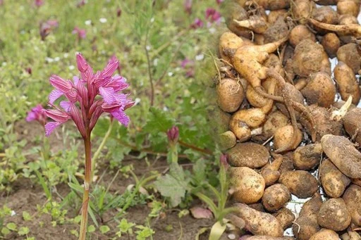 Siirt'te  Salep Bitkisi Ekimi Yapıldı