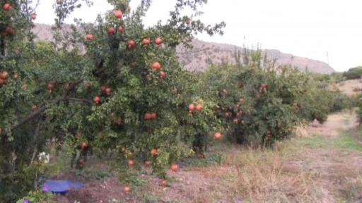 Nar ağa&ccedil;ları meyve tuttu, hasat gelecek ay