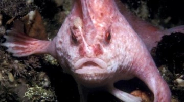 Nesli tükenmekte olan pembe el balığı 22 yıl sonra ilk kez görüntülendi