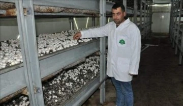 Nevşehir'de devlet desteğiyle kurdu! Günde 1 ton mantar üretiyor
