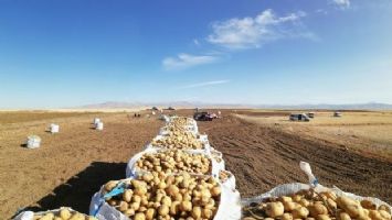 Nevşehir&#039;de patatesler depoda kaldı (Özel Haber)