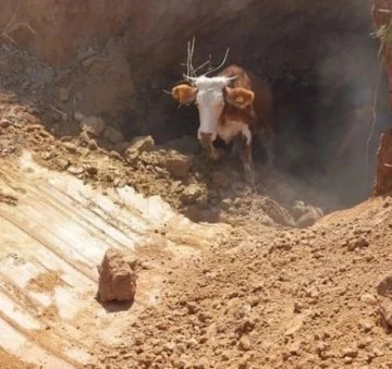 Obruğa düşen inek ekipler tarafından kurtarıldı
