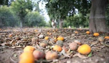 Olumsuz hava şartları Bodrum mandalinasında verimi düşürdü