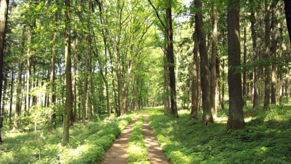 Orman yolu yaptırılacak