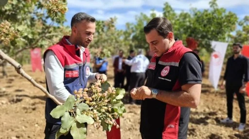 Pervari&rsquo;de 4 Bin 396 Ton Fıstık &Uuml;retildi