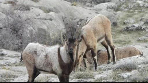 "Doğa Satılık Değildir"