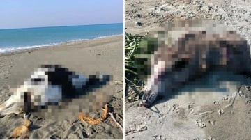 Sabah sahilde yürüyüşe çıkan vatandaşlar gördü! Kıyıya vuran 2 hayvan panik yarattı