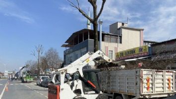 Sakarya&#039;da ağaçlar budanıyor