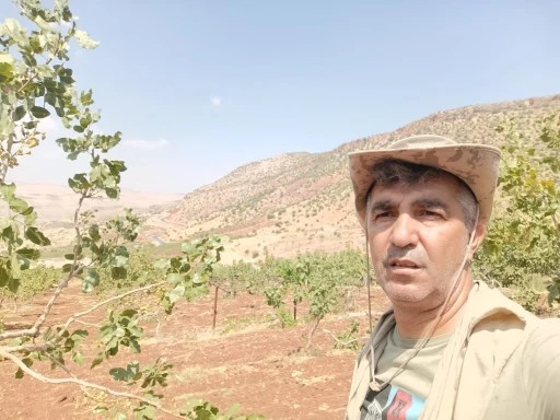 Selden zarar g&ouml;ren fıstık bah&ccedil;elerine şimdi de yaban domuzları dadandı