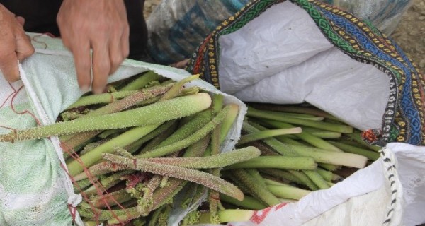 Şifa kaynağı “yayla muzu” tezgâhlardaki yerini aldı