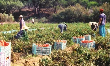Siirt Botan Bölgesindeki Köylerden Sulama Projesi Talebi: Sebze ve Meyve Üretimi Yeniden Canlanacak